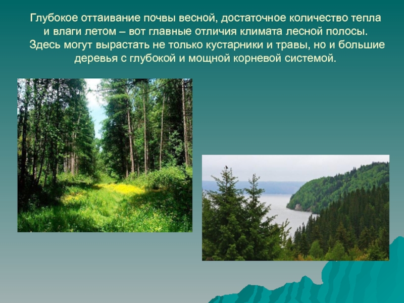 Лесные зоны воды. Климат Лесной зоны. Заповедники в зоне лесов. Лесные зоны России. Климат Лесной зоны России.