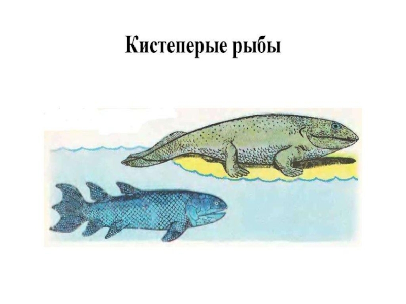 Появление кистеперых рыб. Кистеперые девона. Палеозой- кистеперые. Ихтиостега Девонский период. Кистеперая рыба Эволюция.
