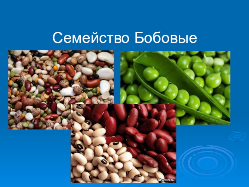 Презентация по биологии 6 класс семейство бобовые