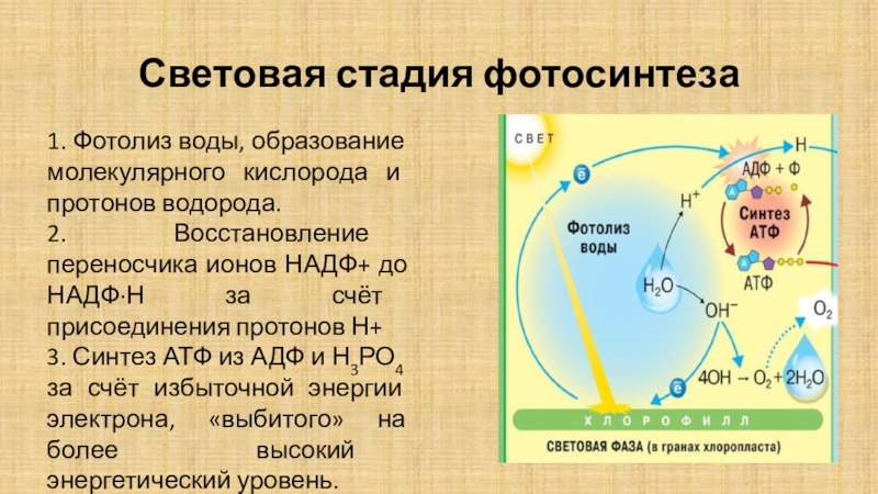 При фотосинтезе кислород образуется