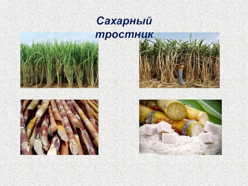 Сахарный тростник районы выращивания. Семейство злаковых сахарный тростник. Ямс сахарный тростник. Систематика сахарного тростника. Сахарный тростник жизненная форма.