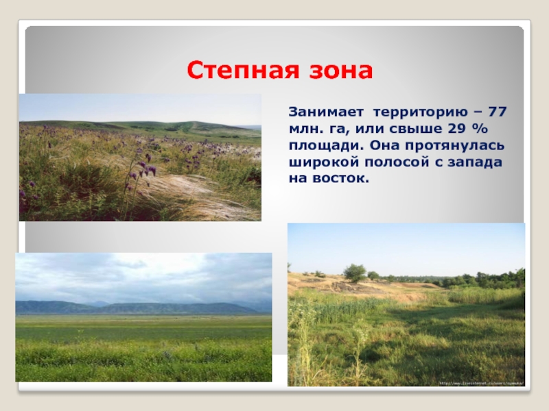 Какие территории россии занимает зона степи. Степи и лесостепи. Степная зона занимаемая территория.