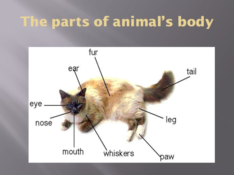 Части тела животных