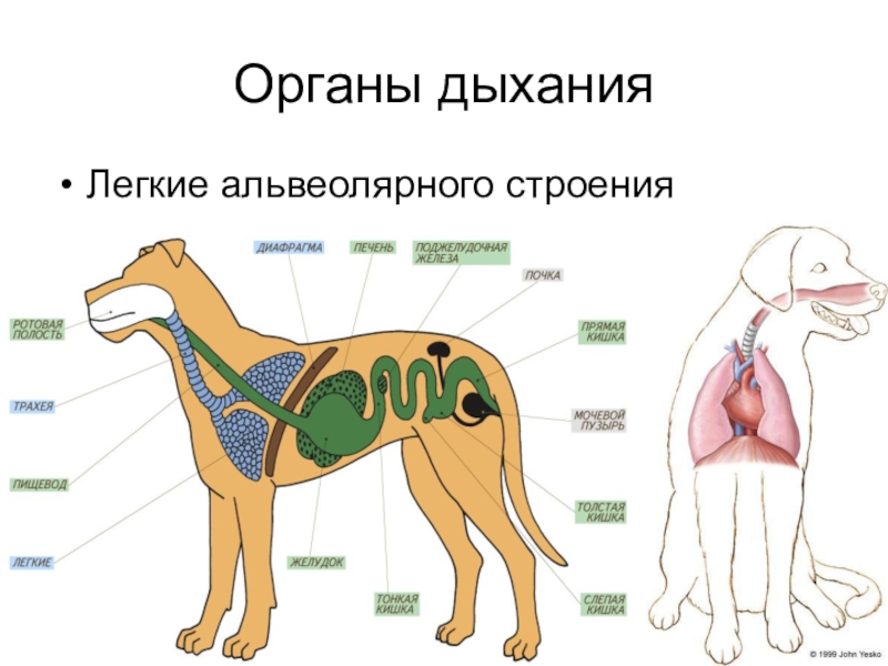 Презентация млекопитающие внутреннее строение 7 класс презентация