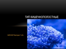 Презентация по биологии Строение кишечнополостных на примере гидры (7 класс)