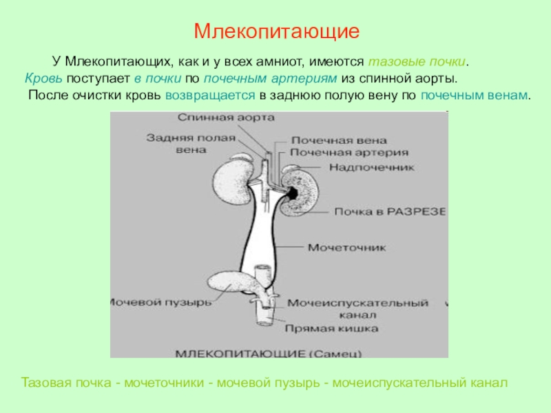 Органы выделения животных 7 класс презентация