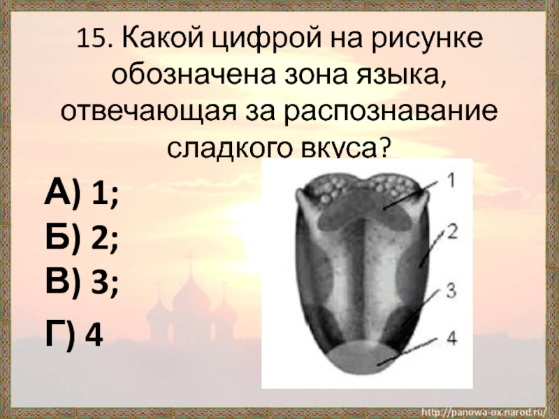 Какой цифрой на рисунке отмечена зона языка отвечающая за распознавание сладкого вкуса