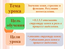 Презентация по биологии на тему: Строение и функции кожи