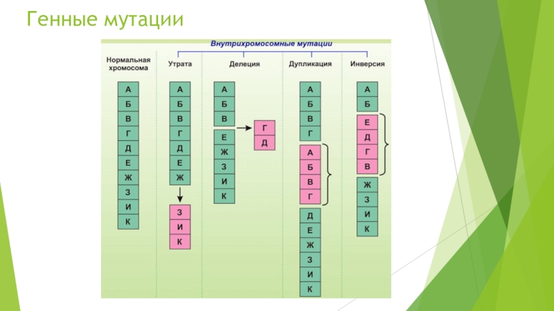 Вид гена. Внутрихромосомные мутации примеры. Виды генных мутаций. Хромосомные мутации примеры. Генные мутации схема.