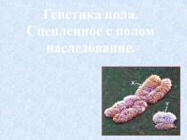 Презентация по биологии на тему Генетика пола (10 класс)
