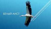 Белый аист