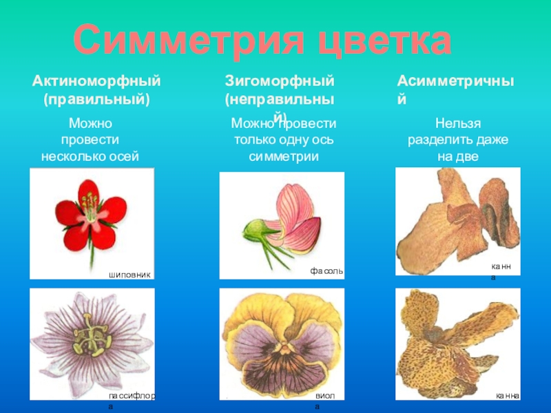 Почему цветок неправильный. Типы цветков по симметрии. Типы симметрии цветка. Цветки по типу симметрии. Виды симметрии цветов.
