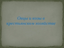 Презентация по сельскохозяйственному труду на тему:Овцы и козы в крестьянском хозяйстве 6 класс