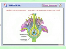 Презентация Индивидуальное развитие организмов