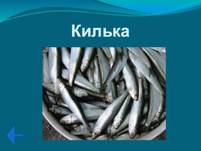 Консервная среда для кильки кроссворд. Килька презентация. Строение кильки. Анчоус и килька разница. Килька доклад.