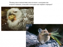 Презентация по биологии по теме Экология