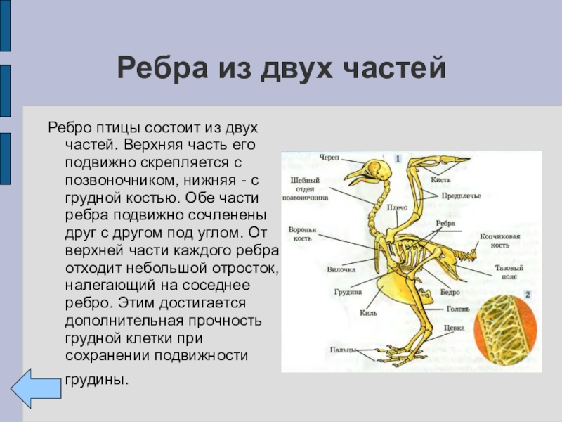 Состоит из несколько частей. Ребра птиц. Строение ребра птицы. Рёбра из двух частей у птиц. Шейные ребра птиц.