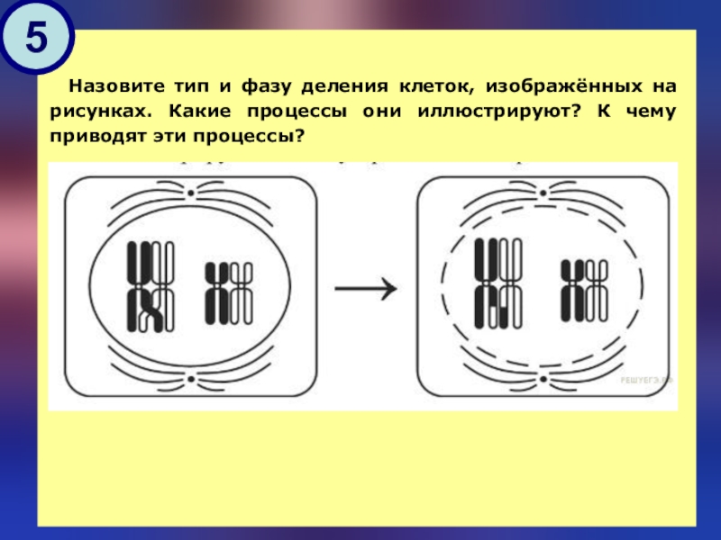 Назовите тип и фазу деления изображенных на рисунке