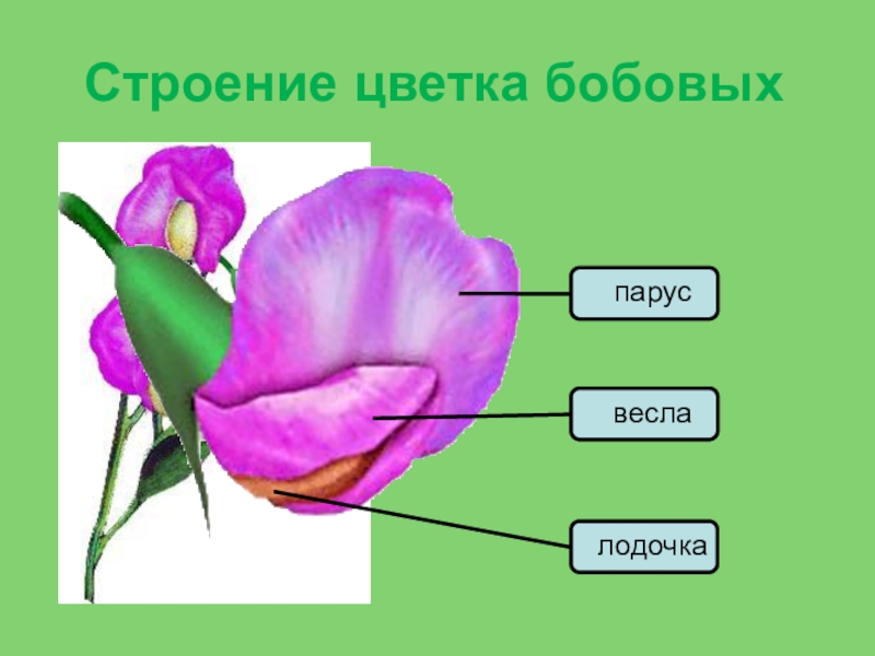 Диаграмма цветка фасоли