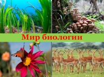 Презентация к уроку МИР БИОЛОГИИ