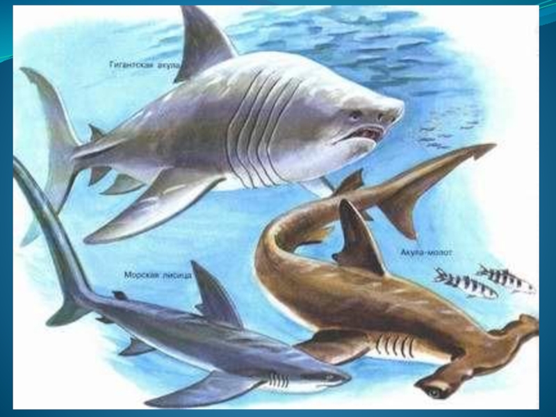 Рыба лоцман и акула тип. Виды акул. Акулы виды названия. Разновидности акул для детей. Акулы картинки с названиями.
