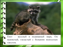 Презентация к уроку обученя грамоте Чтение текста Енот