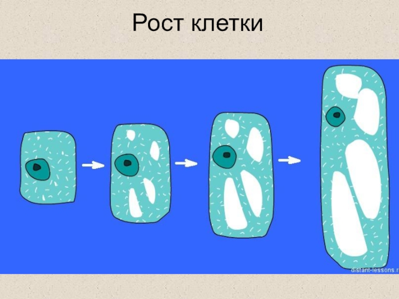 Схема роста клетки