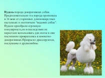 Презентация к уроку по литературному чтению  Белый пудель