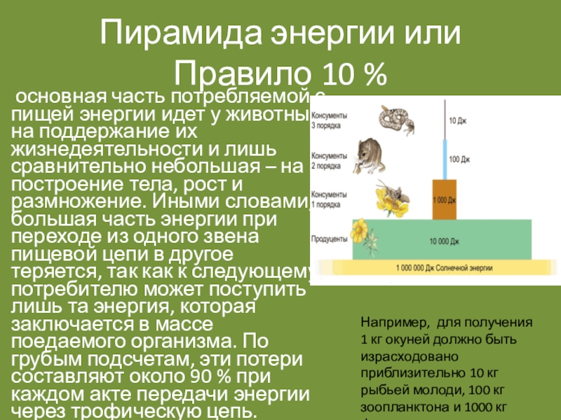 Презентация потоки вещества и энергии в экосистеме 9 класс биология пасечник