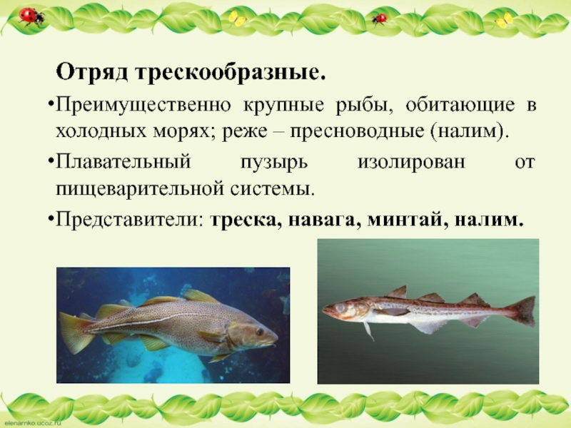 Отряд трескообразные.Преимущественно крупные рыбы, обитающие в холодных морях; реже – пресноводные (налим). Плавательный пузырь изолирован от пищеварительной