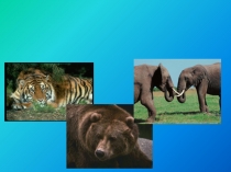 Презентация по английскому языку на тему Everything about animals(6класс)
