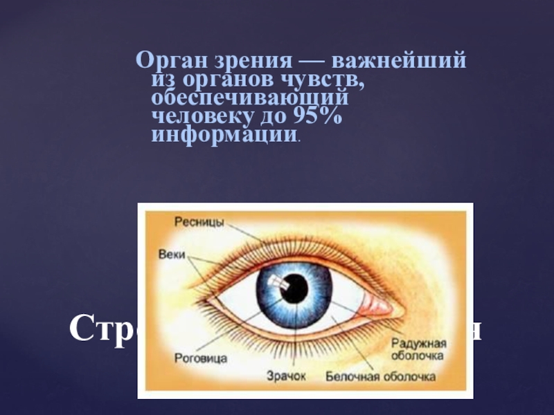 Глаза это орган чувств. Органы чувств глаза. Органы чувств орган зрения. Орган зрения картинки. Глаз орган.