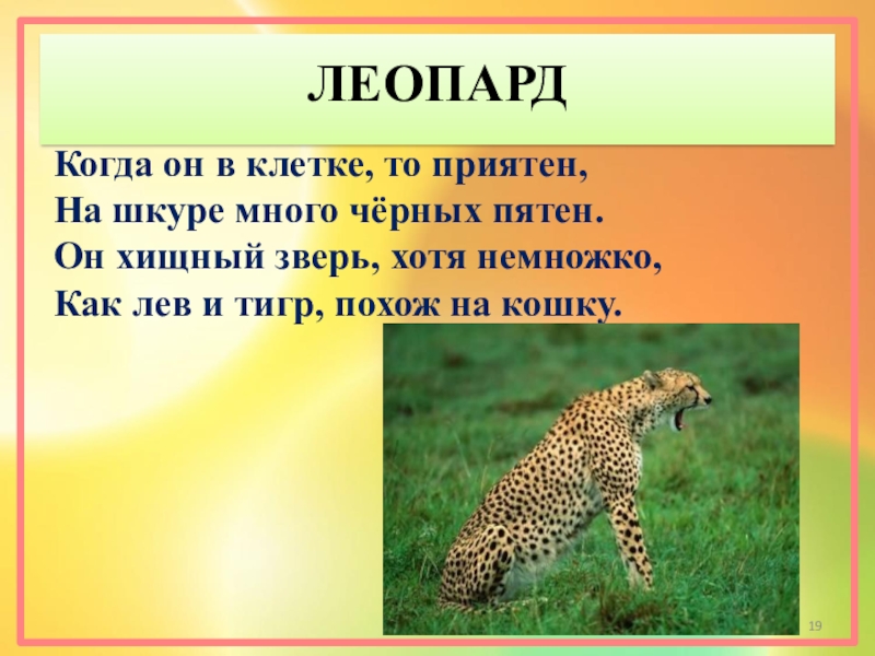 Про животных 3 класс. Загадка про леопарда. Загадка про леопарда для детей. Стих про леопарда. Загадки про животных леопард.