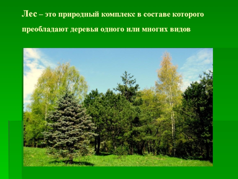 Для березы и ивы характерна природная зона. Природный комплекс леса. Лесной природный комплекс. Компоненты природного комплекса лес. Леса Башкортостана презентация.