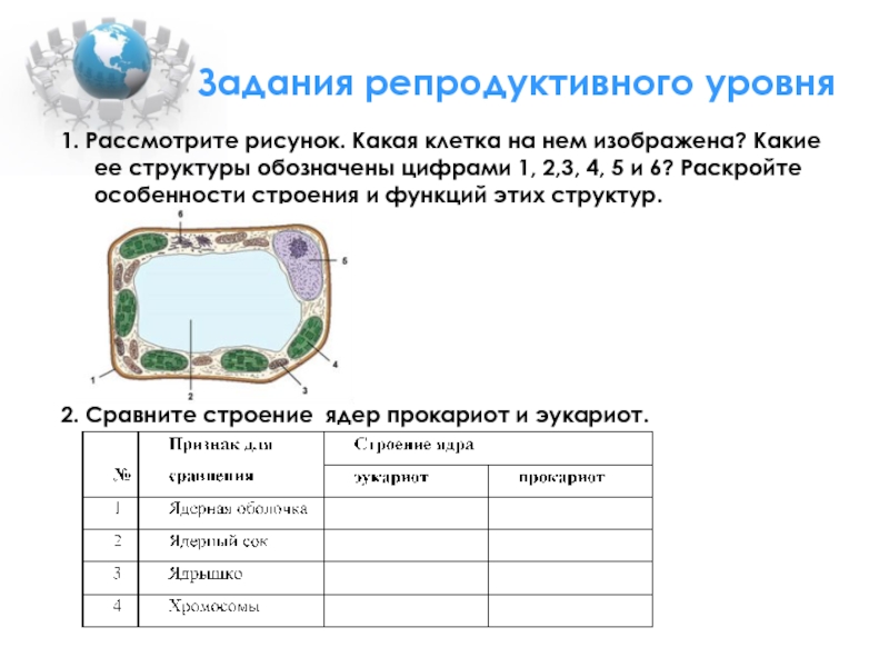 Рассмотрите клетку изображенную на рисунке и укажите какой цифрой обозначено ядро и укажите функцию