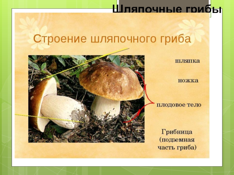 Главной частью шляпочного гриба является. Шляпочные грибы. Строение белого гриба. Строение шляпочного гриба. Многообразие шляпочных грибов.
