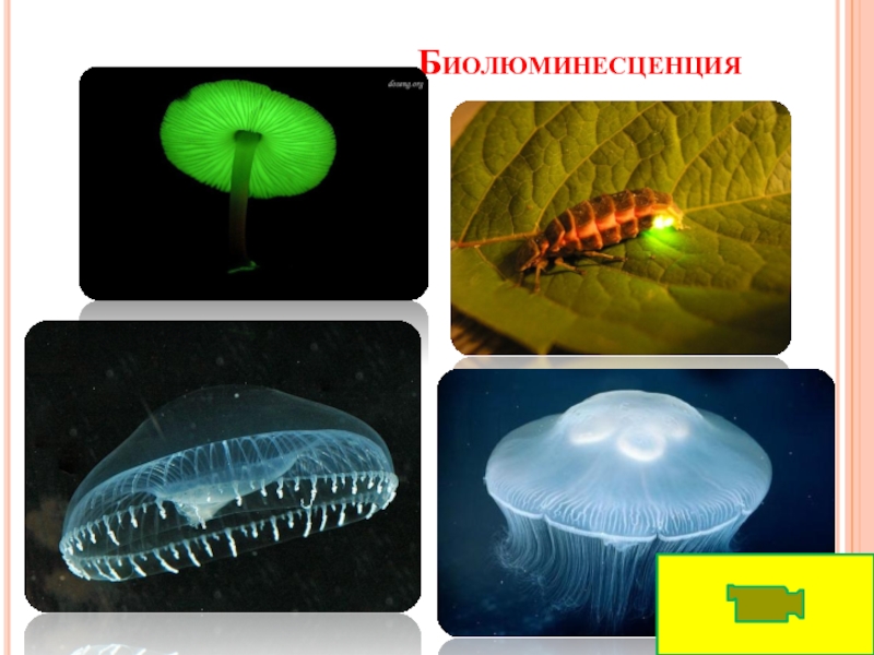 Биолюминесценция проект по биологии