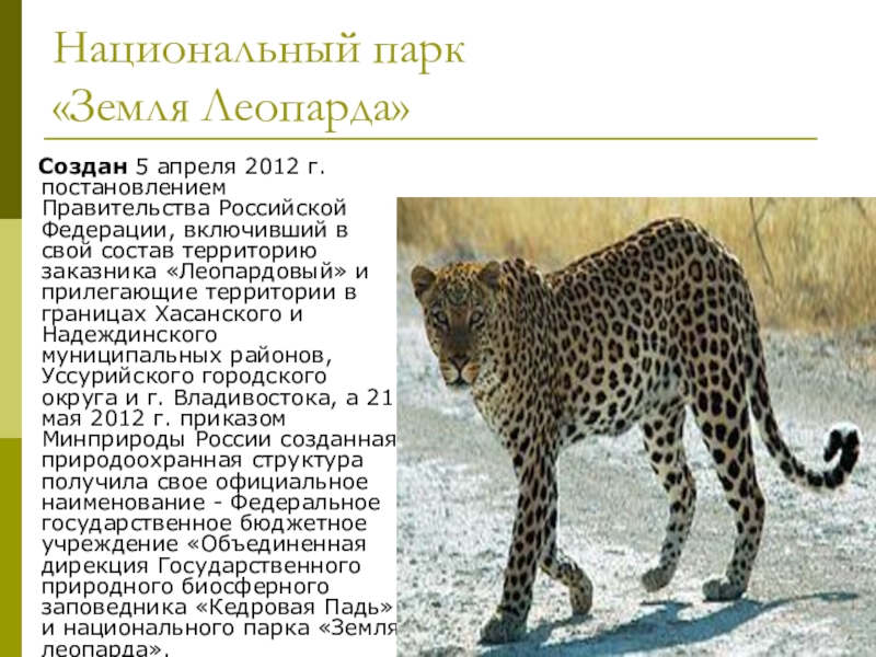 Описание леопарда