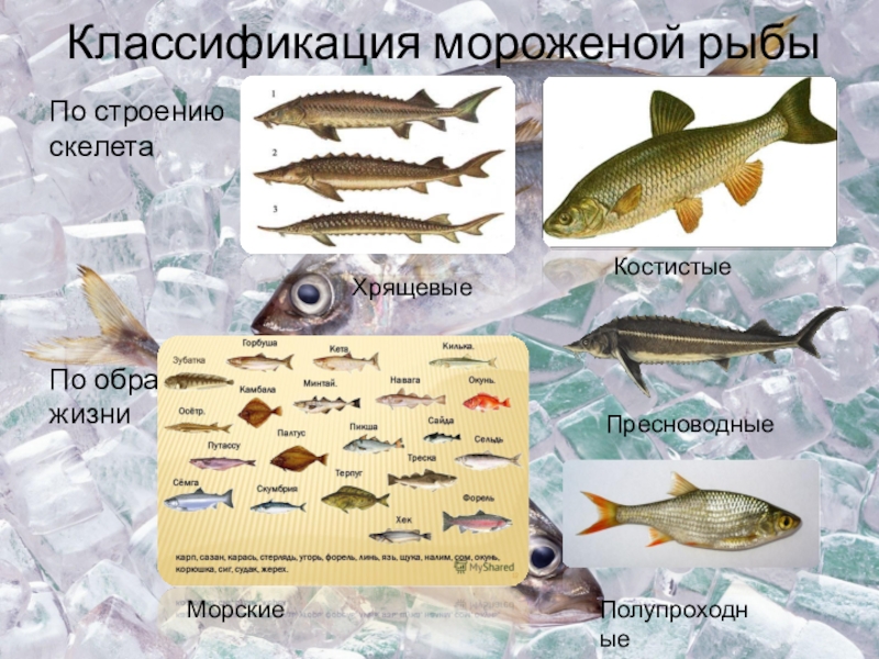 Классификация рыб класс