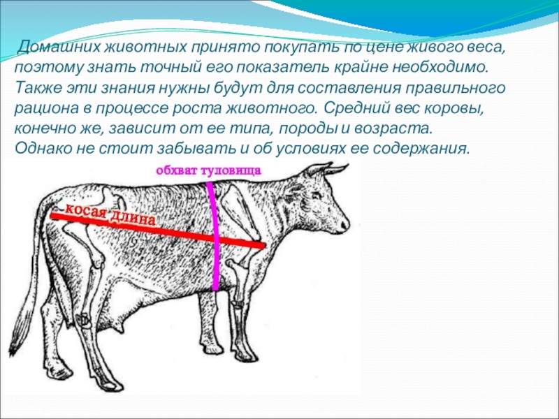 Масса животных. Доместикационные изменения животных. Живая масса животного это. Рост животных. Типы роста животных.