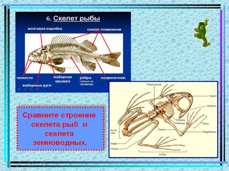 Признаки скелета земноводных