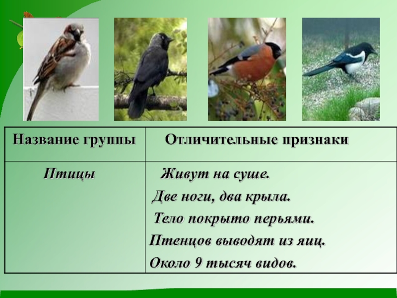 Три группы птиц по характеру сезонных переселений. Характерные особенности птиц. Группа животных птицы. Признаки птиц. Птицы признаки группы.