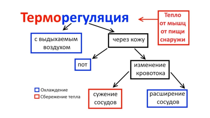 Ассимиляция и диссимиляция метаболизм 9 класс презентация