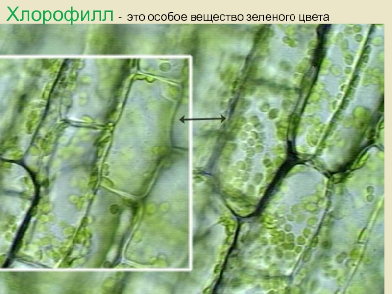 Зеленое вещество в клетках растений. Хлорофилл в клетках растения. Хлорофилл в пластидах. Хлорофилл хлорофилл лейкопласт. Клетки листа содержащие хлорофилл.