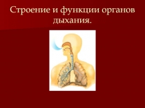Презентация Строение и функции органов дыхания 8 класс