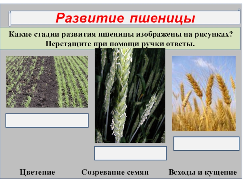 К какому классу относится пшеница