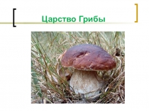 Презентация по биологии 5 класс Грибы
