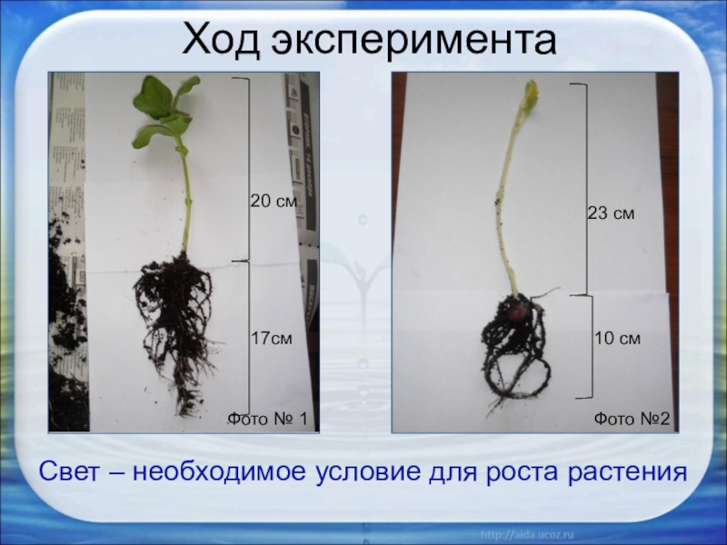 Условия роста растений 6 класс. Условия роста растений. Карточки условия роста растений. Условия роста растений для дошкольников. Условия необходимые для роста растений.
