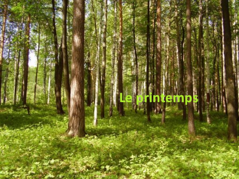 Грибовский лес