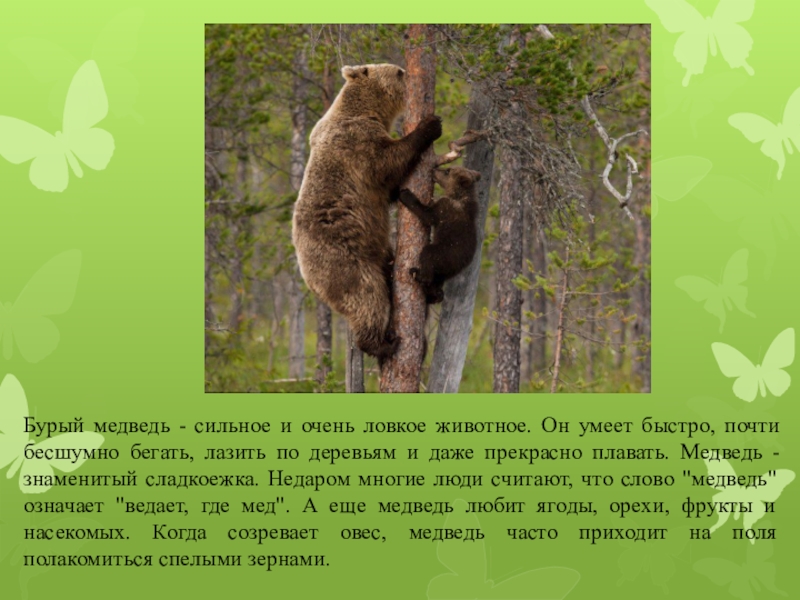 Медведь силен и. Медведь сильное животное. Медведи умеют лазить по деревьям. Медведь ловкий. Лазит ли бурый медведь по деревьям.
